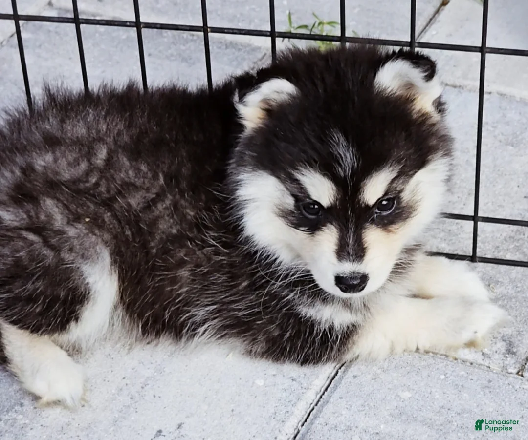 Pomsky dogs for sale: Ally - Ad 4