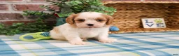 Cavalier King Charles Spaniel dogs for sale: Kahlil  - Ad 5