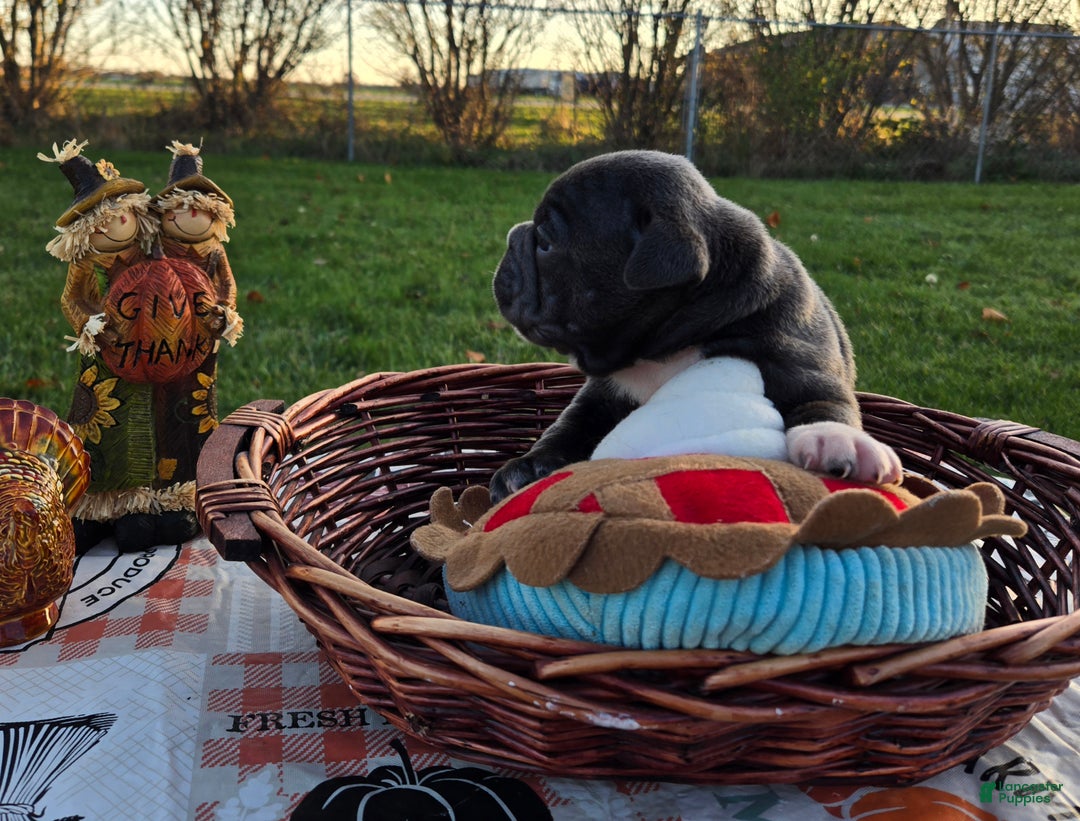 French Bulldog dogs for sale: Grace - Ad 10