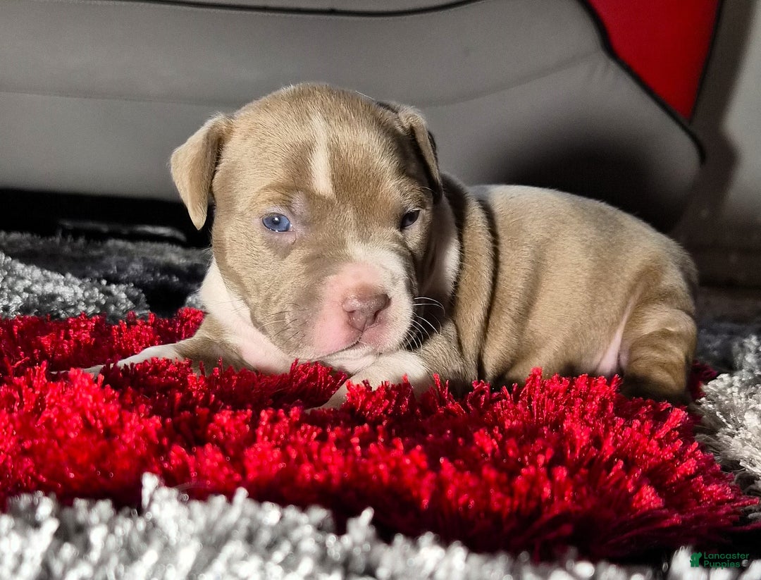 American Bully dogs for sale: "MEG THA STALLION" / LILAC MERLE GENE - Ad 7