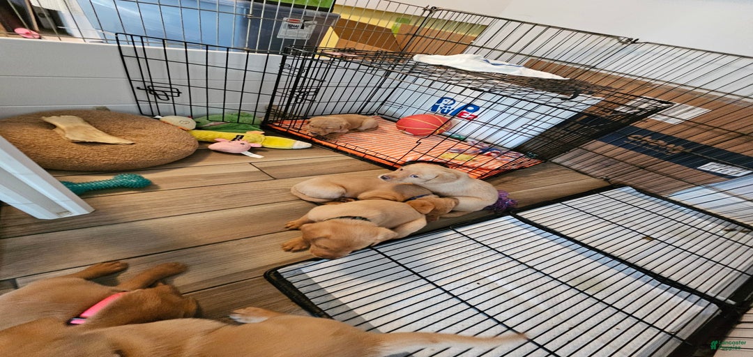 Gallery Image {{count}}