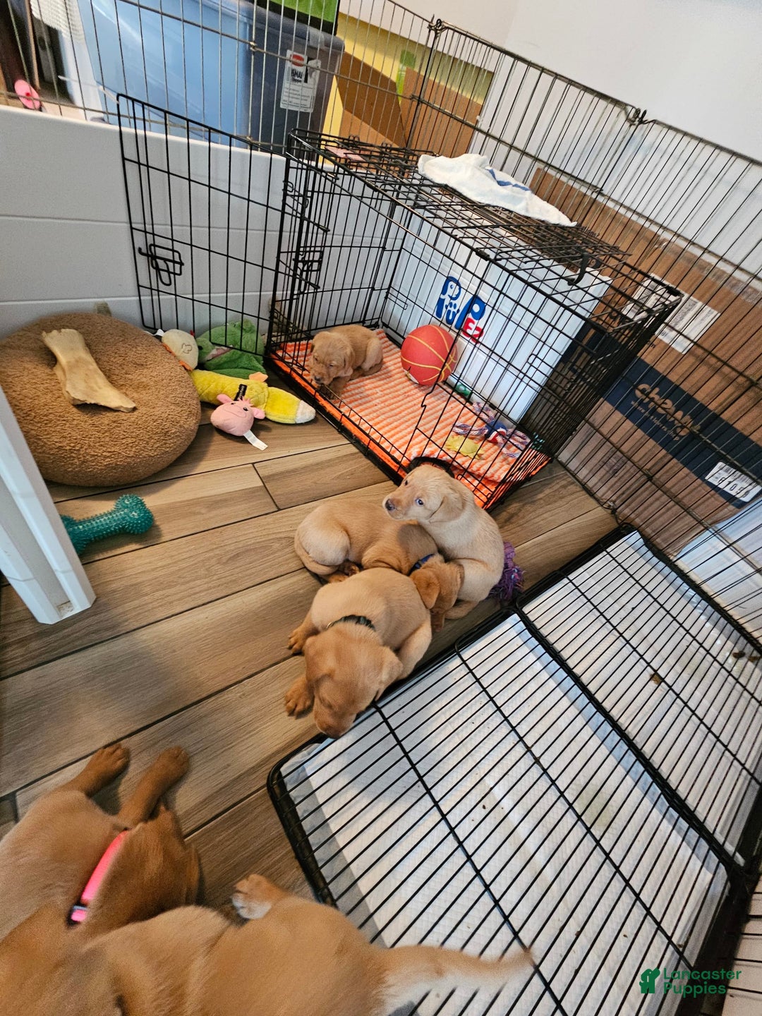 Gallery Image {{count}}