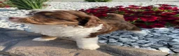 Mini Aussiedoodle dogs for sale: Charli - Ad 7