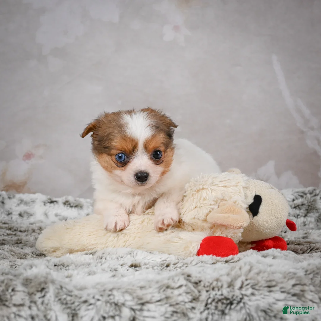 Chihuahua dogs for sale: Hunter - Ad 9