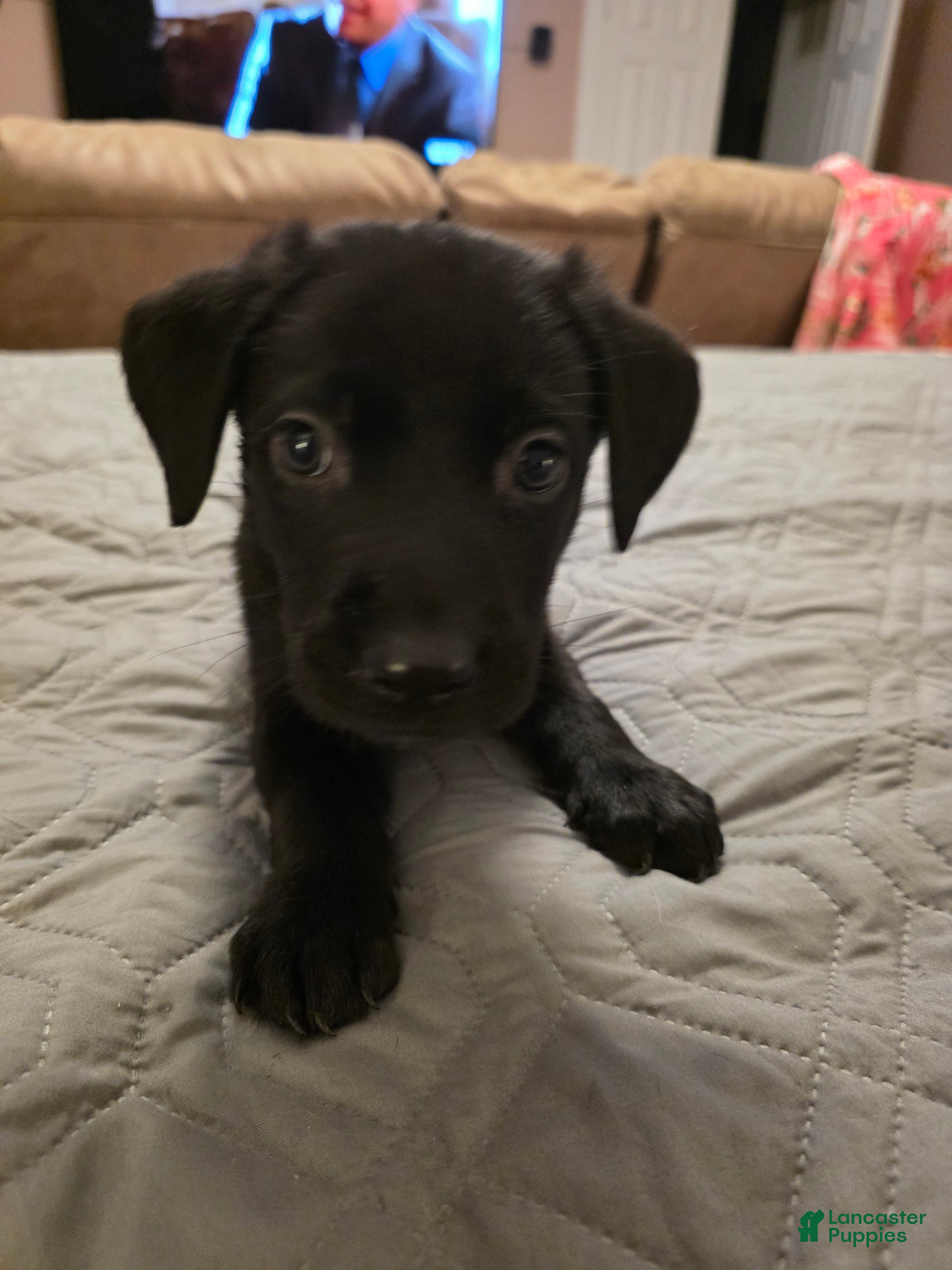 Labrador Retriever dogs for sale: L-pink - Ad 2