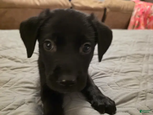 Labrador Retriever dogs for sale: L-pink - Ad 2