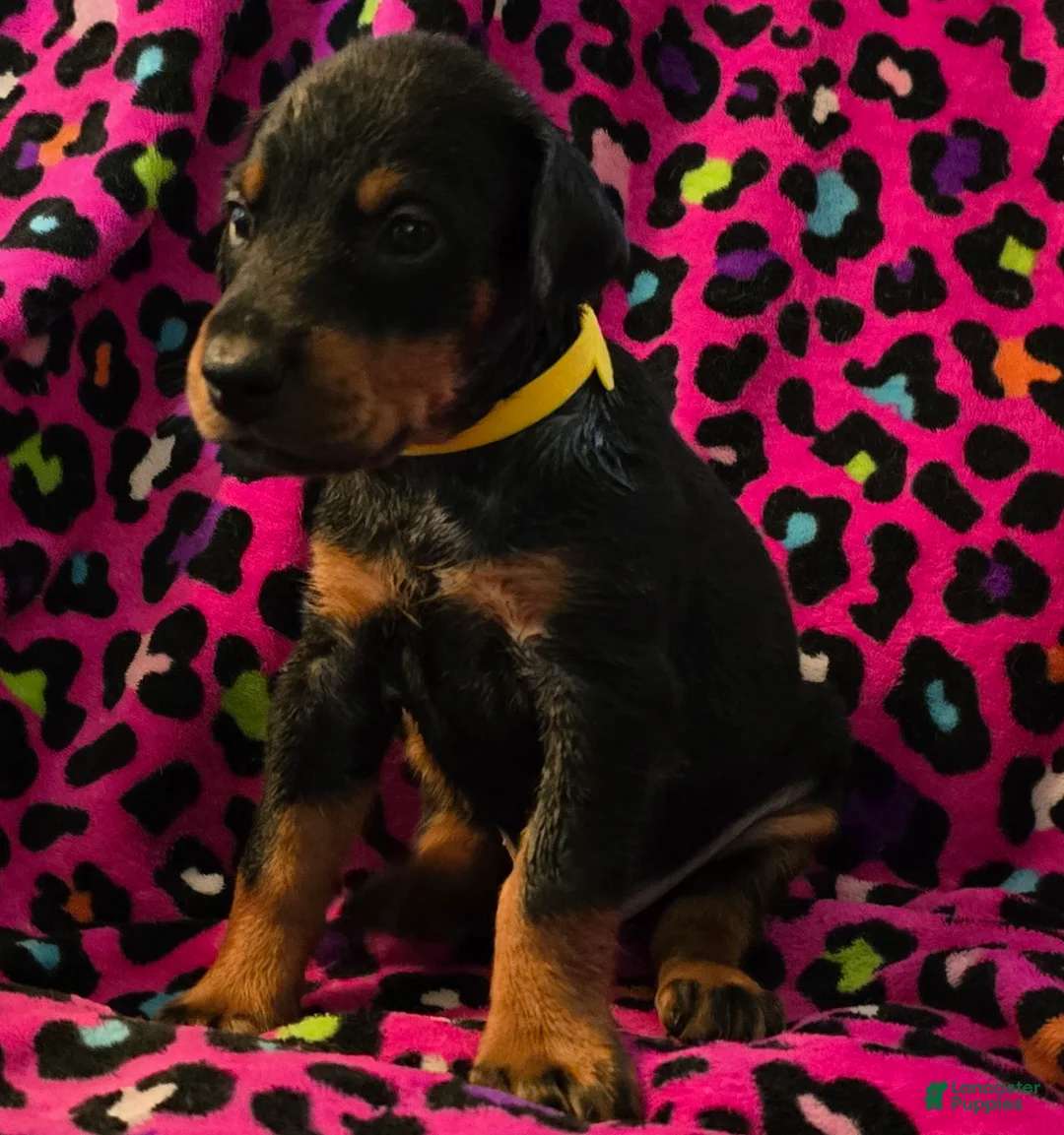 Doberman Pinscher dogs for sale: Solket - Ad 1