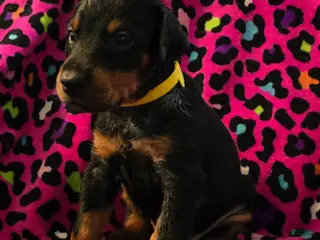 Doberman Pinscher dogs Solket - Ad 12