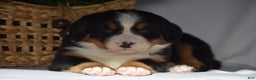 Bernese Mountain Dog dogs for sale: Blossom - Ad 7