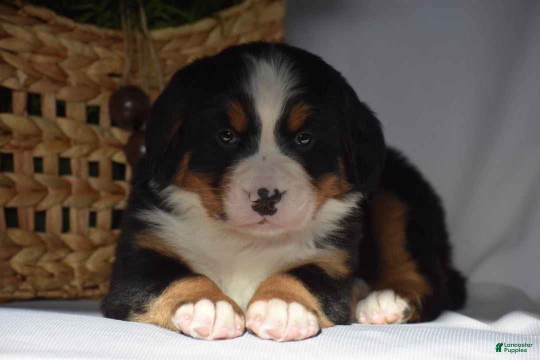 Bernese Mountain Dog dogs for sale: Blossom - Ad 7