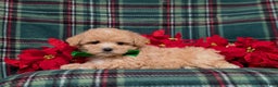 Maltipoo dogs for sale: Zeke 8 lbs Full Grown - Ad 7