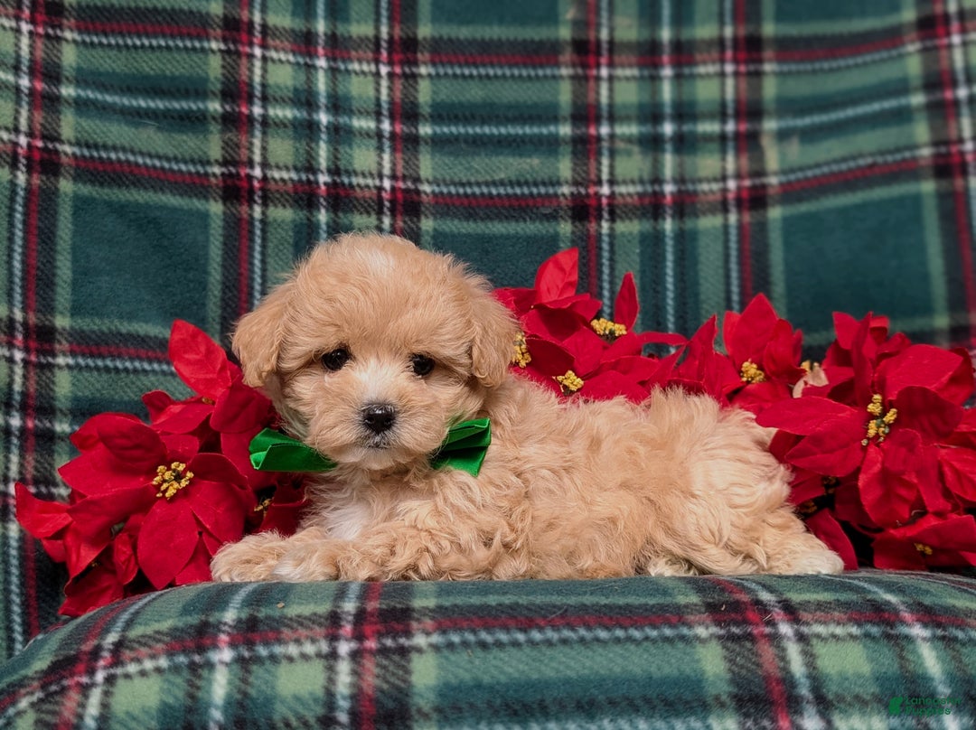 Maltipoo dogs for sale: Zeke 8 lbs Full Grown - Ad 7
