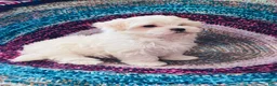 Maltipoo dogs for sale: Maltipoo- Marshall  - Ad 8