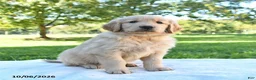 Golden Retriever dogs for sale: Apollo - Ad 4