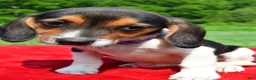 Beagle dogs for sale: Hannah - Ad 5
