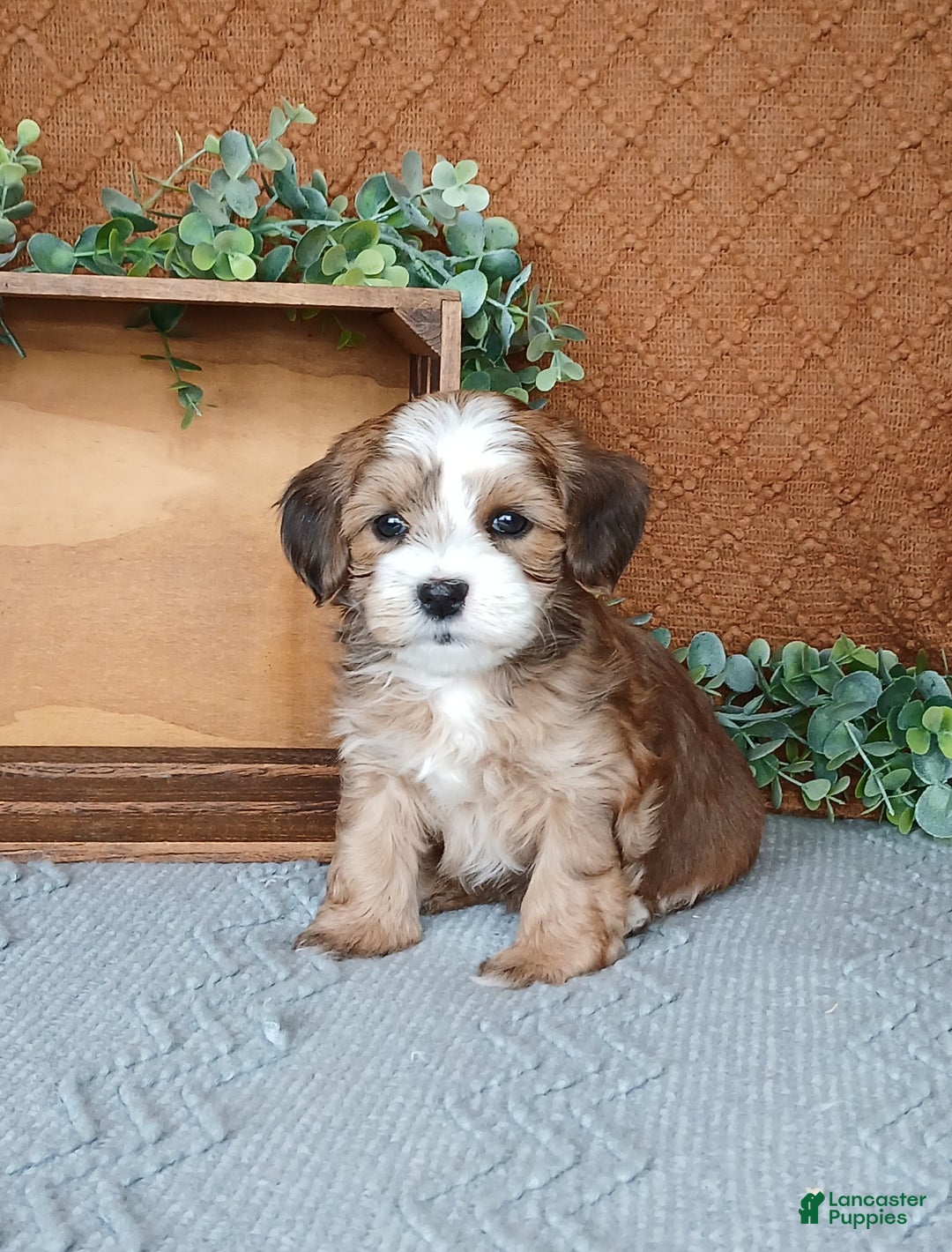Havanese dogs for sale: Kevin  - Ad 2