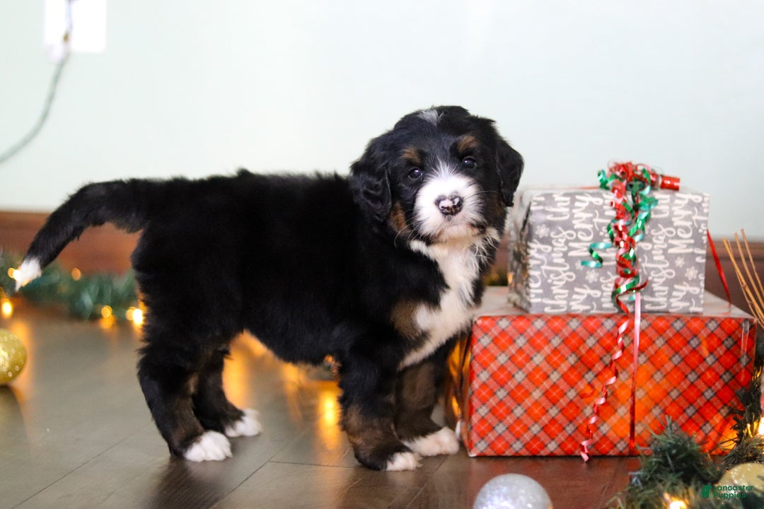Bernedoodle dogs for sale: Star - Ad 1