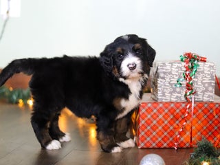 Bernedoodle dogs Star - Ad 34