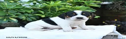 Mixed Breed dogs for sale: Baxter - Ad 1
