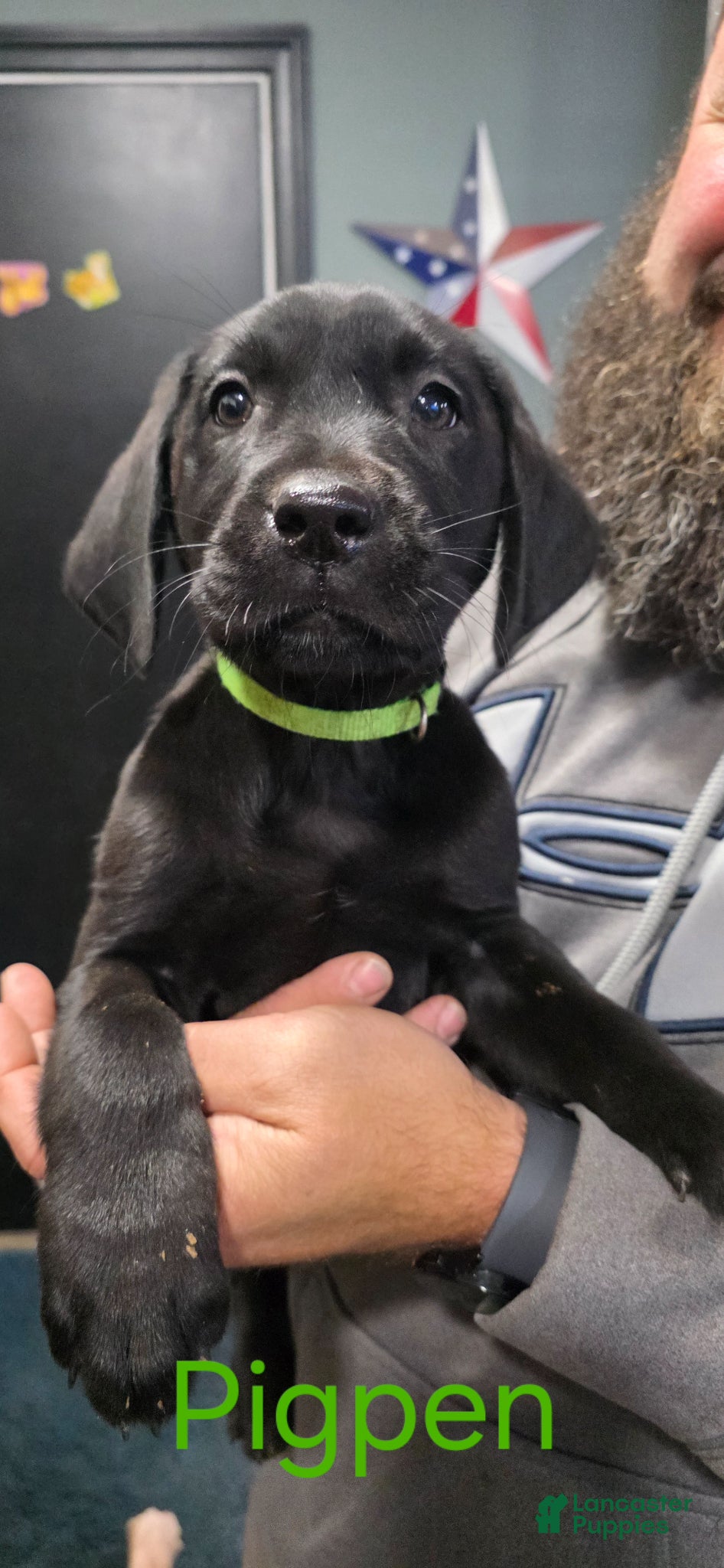 Labrador Retriever dogs Pigpen - Ad 38