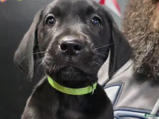 Labrador Retriever dogs Pigpen - Ad 38