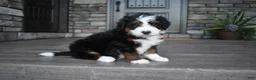 Mini Bernedoodle dogs for sale: Chester - Ad 6