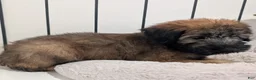 Soft Coated Wheaten Terrier dogs for sale: Silk - Ad 4