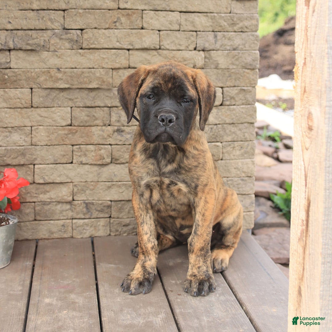 Rescue American Mastiff Brindle Bullmastiff Adoption In