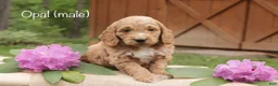 Mini Goldendoodle dogs for sale: Opal - Ad 1