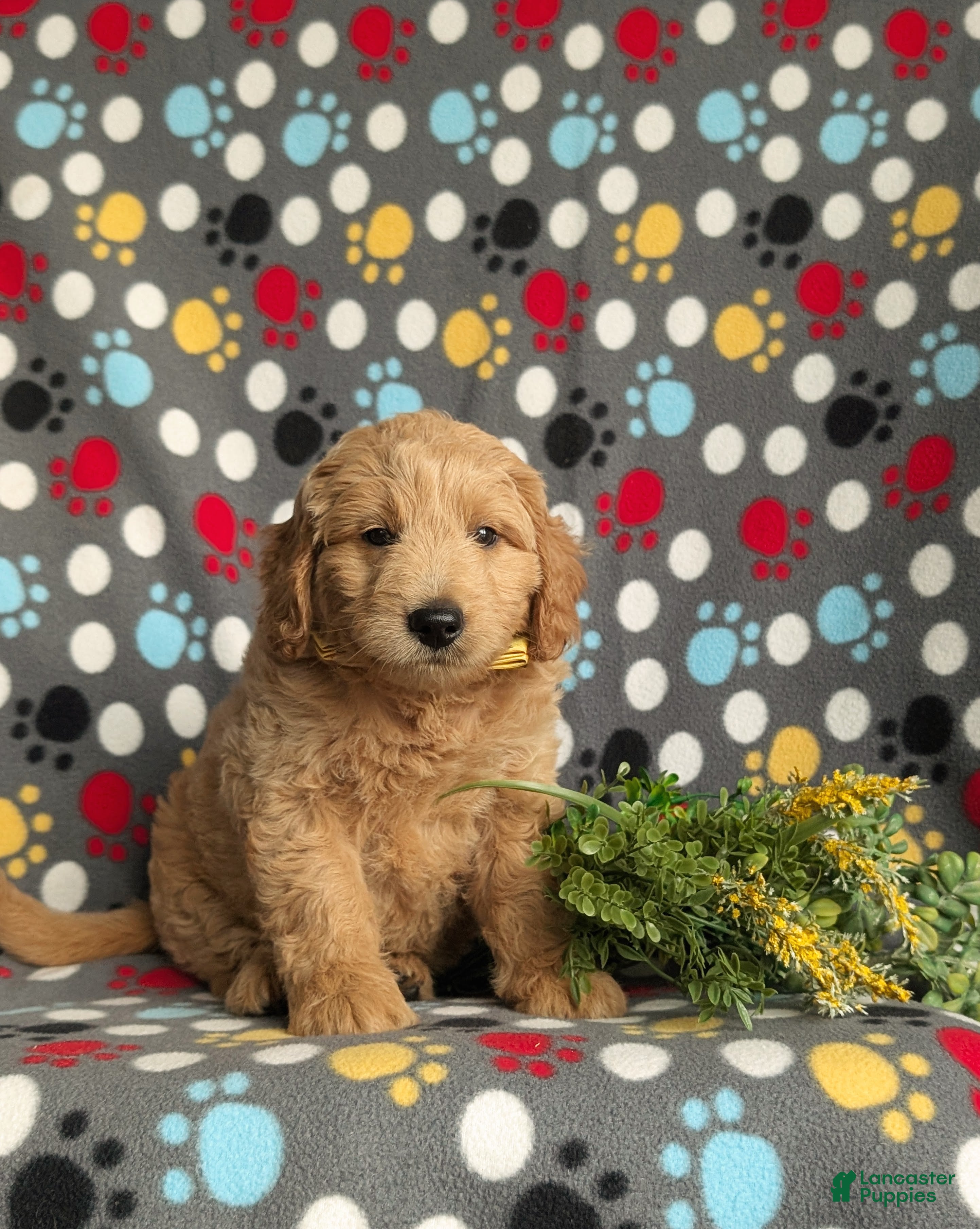 Mini Goldendoodle dogs Tucker Hypoallergenic - Ad 1