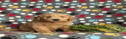 Mini Goldendoodle dogs for sale: Tucker Hypoallergenic - Ad 1
