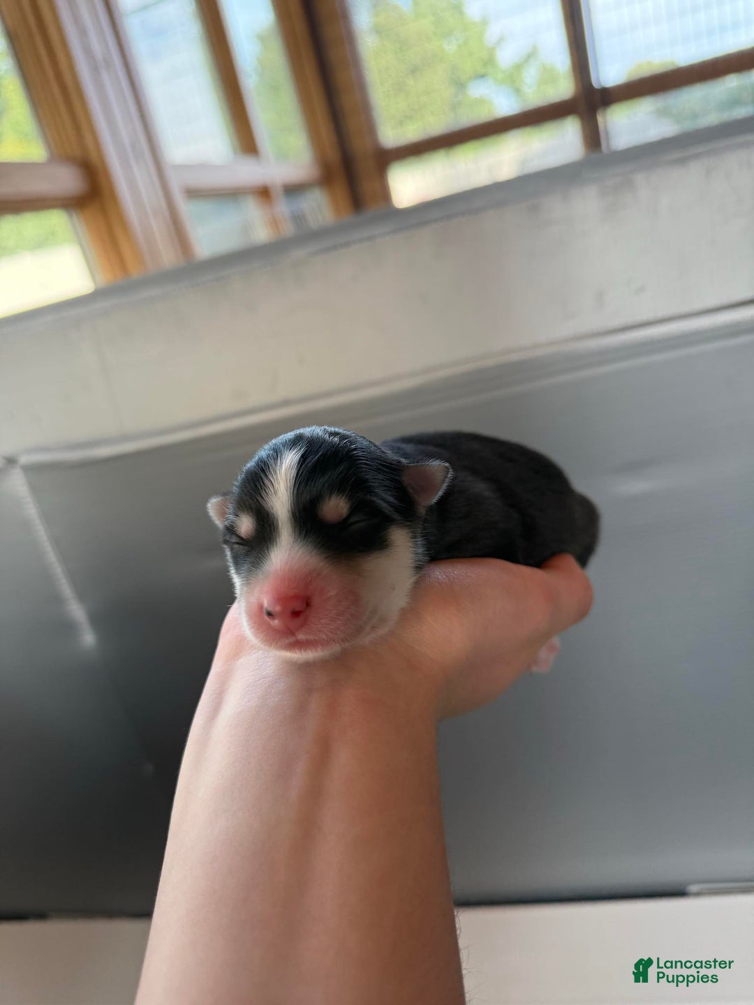 Pomsky dogs for sale: Lumi - Ad 18