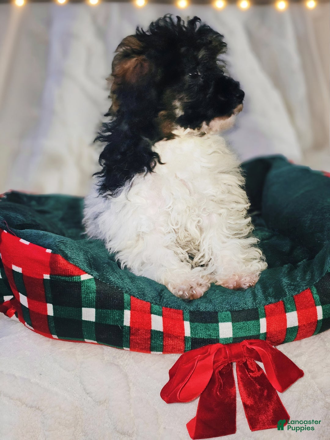 Toy Poodle dogs for sale: Devine - Ad 2