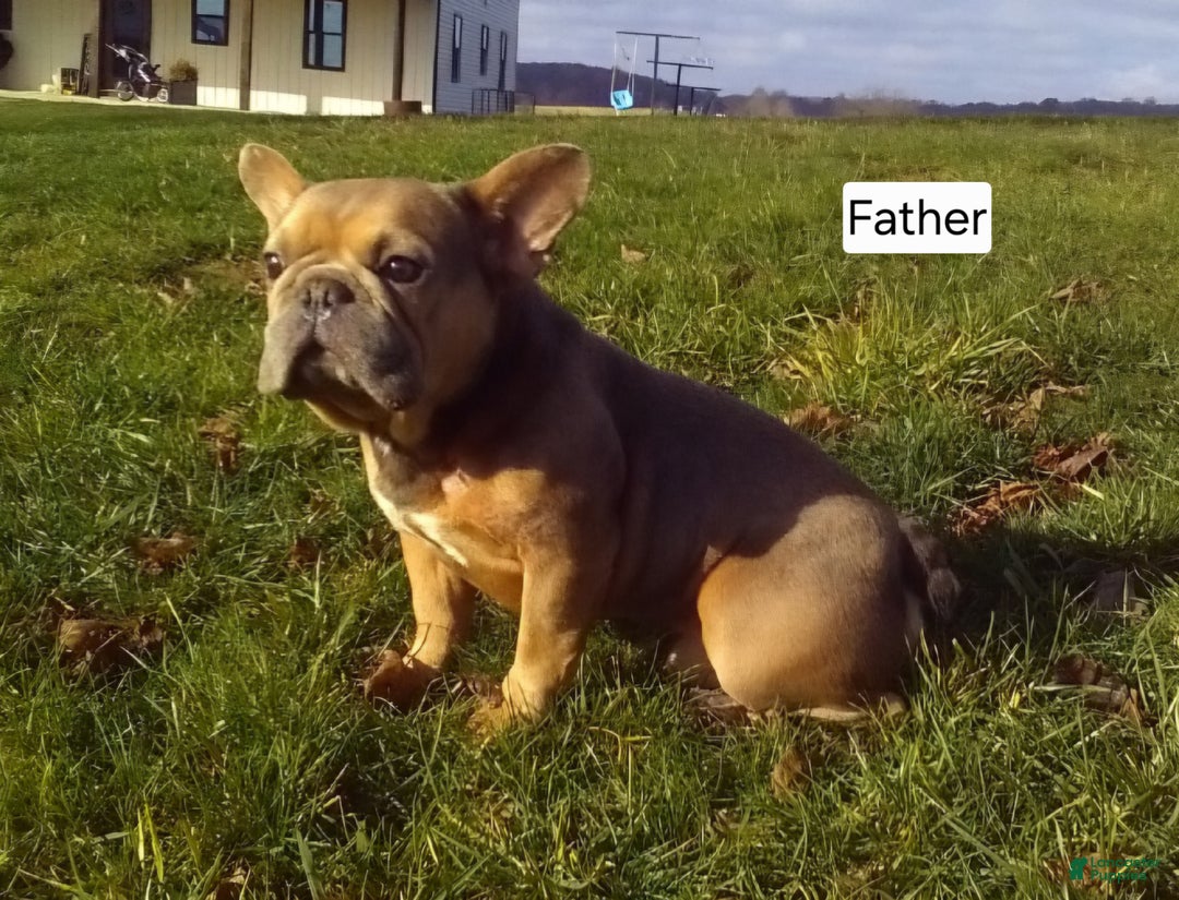 Mixed Breed dogs for sale: Teddy - Ad 9