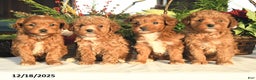 Maltipoo dogs for sale: Alex - Ad 3