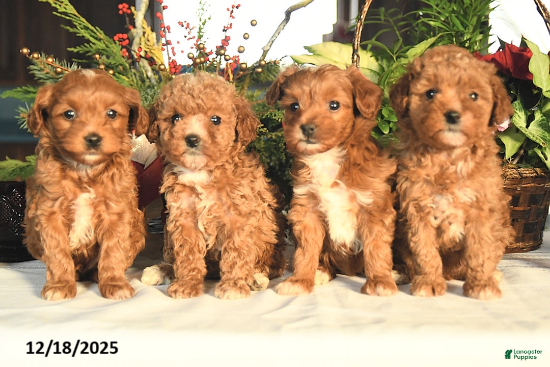Maltipoo dogs for sale: Alex - Ad 3