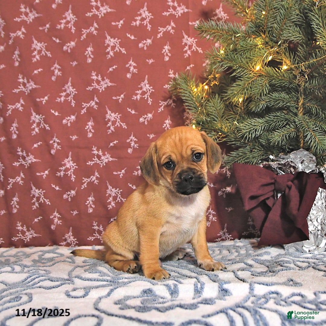 Puggle dogs for sale: Jojo - Ad 4