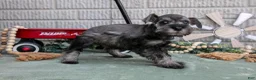 Miniature Schnauzer dogs for sale: Qunicy - Ad 3