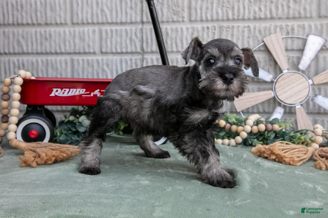 Miniature Schnauzer dogs for sale: Qunicy - Ad 3