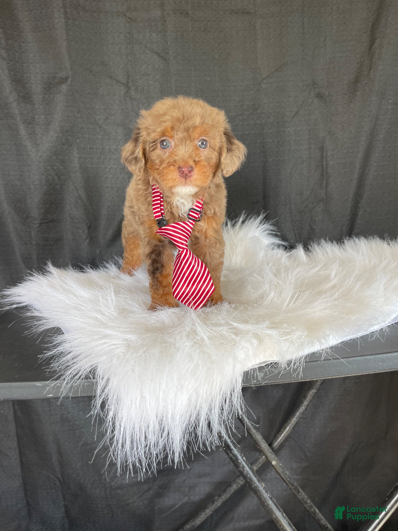 Miniature Poodle dogs Akc Clear 🧬 Chocolate Phantom Merle - Ad 6