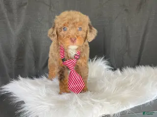 Miniature Poodle dogs Akc Clear 🧬 Chocolate Phantom Merle - Ad 6