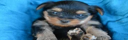 Yorkshire Terrier dogs for sale: Jodi - Ad 4
