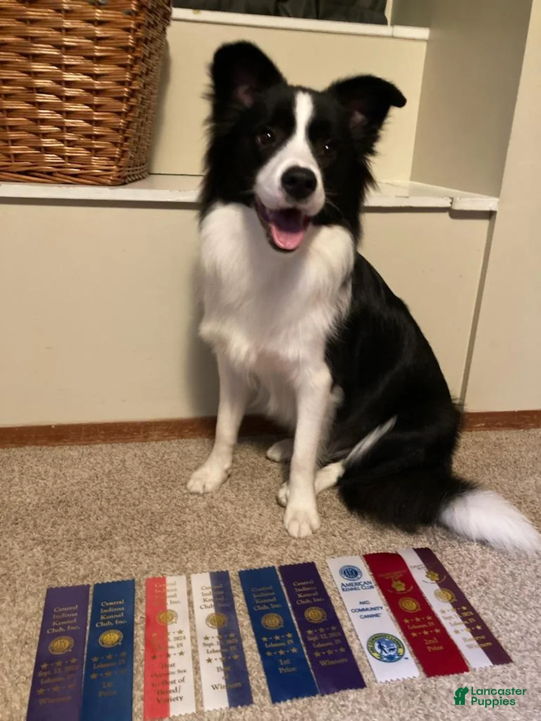 Border Collie dogs for sale: Border Collie Puppy 2 - Ad 5