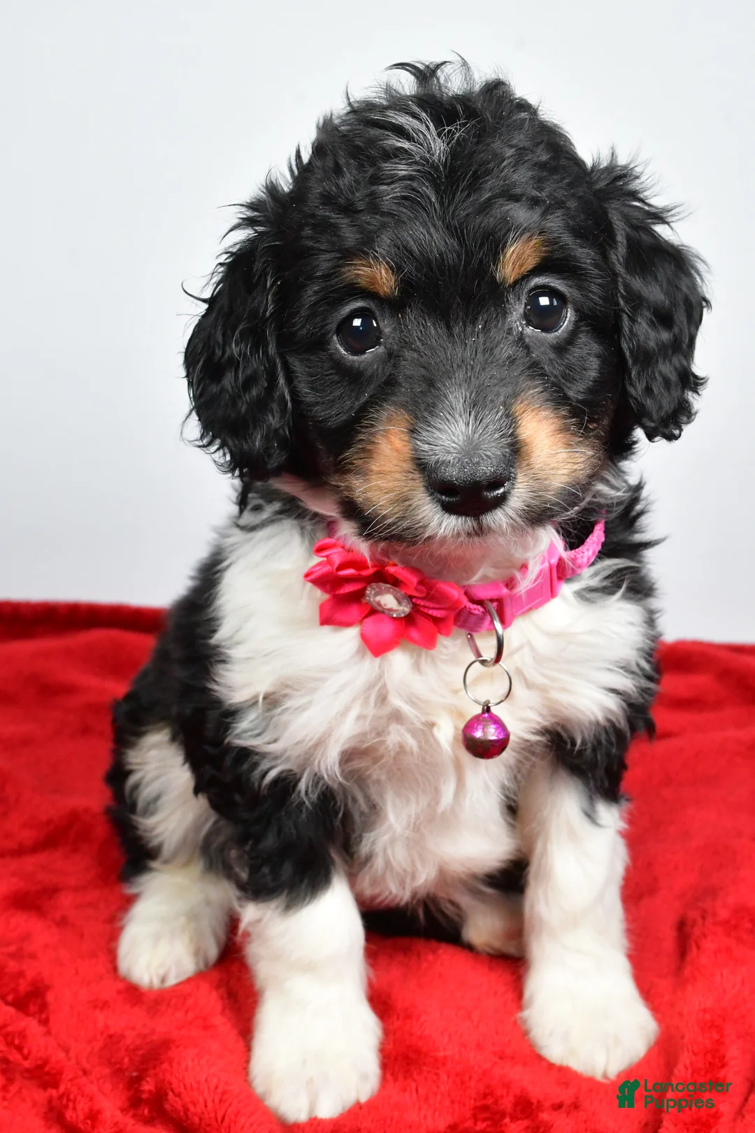 Mini Aussiedoodle dogs for sale: Giggles  - Ad 5