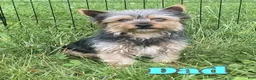 Yorkshire Terrier dogs for sale: Gunner - Ad 7