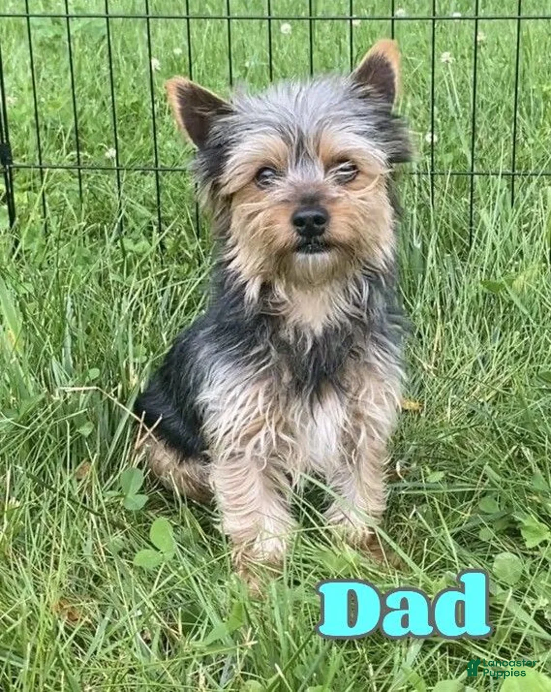 Yorkshire Terrier dogs for sale: Gunner - Ad 7