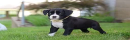 Boxer dogs for sale: London - Ad 6