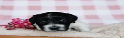 Coton De Tulear dogs for sale: Besty - Ad 5