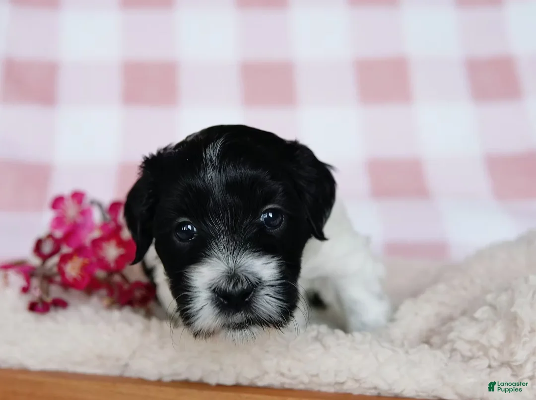 Coton De Tulear dogs for sale: Besty - Ad 5