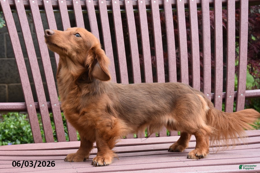 Miniature Dachshund dogs for sale: Smores - Ad 4